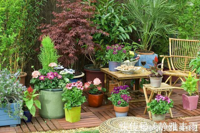 天竺葵|她家只养一种花，一年四季有花赏，原因是做好了四件事