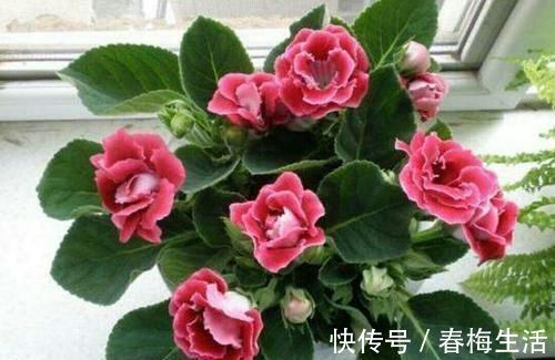 夏天8种花不用买，掐个叶子就能插活，让你的阳台变花园