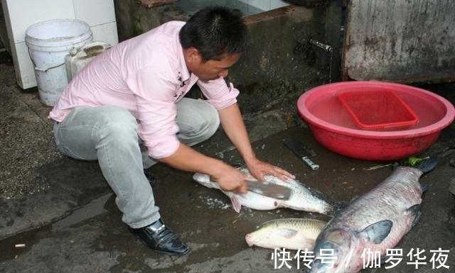 老表|农村小伙钓鱼钓到二十多斤大鱼，杀鱼时在体内发现了...