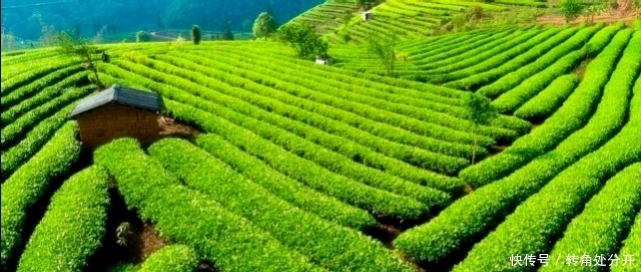 普洱茶|什么是古树茶和台地茶,如何辨别古树茶和台地茶?