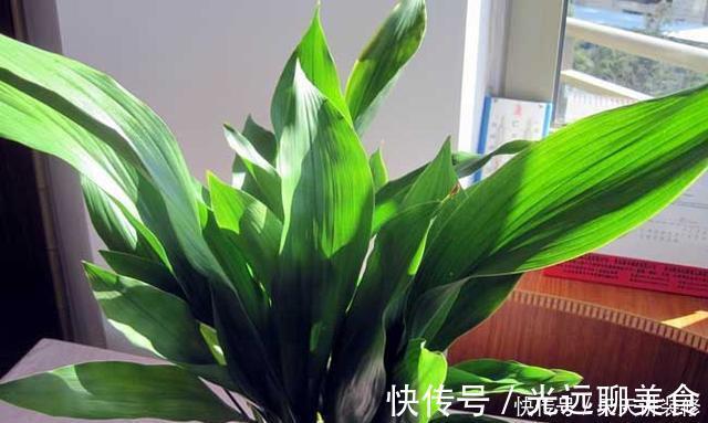 13种耐阴花卉，光照不足也能生长旺盛，开花茂密