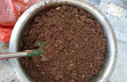 君子兰|养君子兰、长寿花,盆里撒点“万能肥”,新芽猛长,呼呼开花!