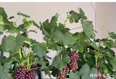 我在阳台用花盆种了这八种果树后，一年到头都没买水果！