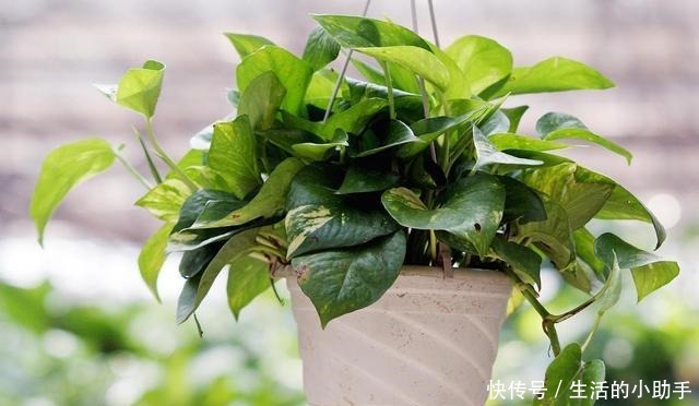 新房内养这几种花卉,甲醛快速“消灭”,空气香又甜,好养又漂亮!