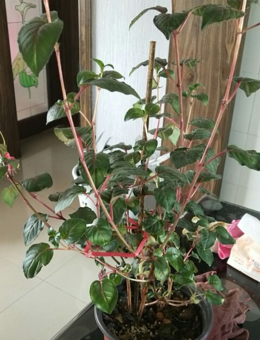 嫩苗|7种花养老桩不好,多扦插、养嫩苗,才能年年开花