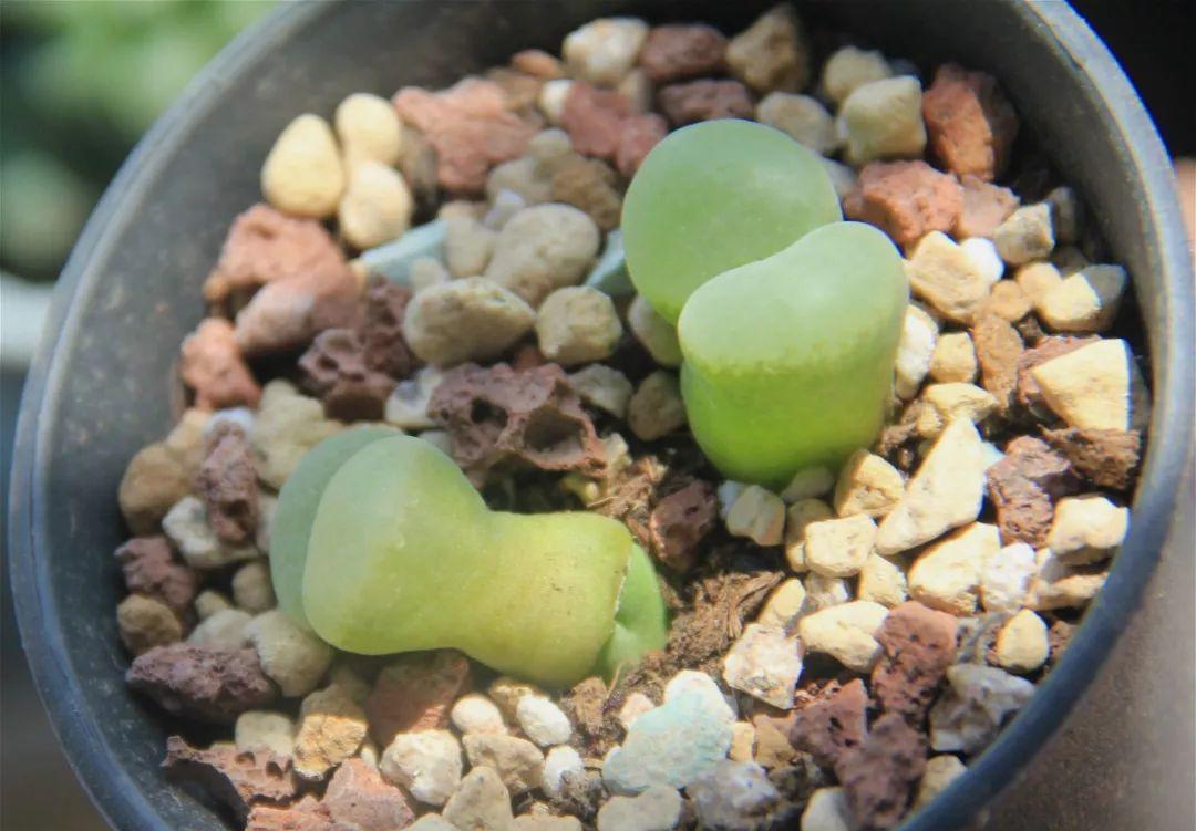 多肉植物盆栽:这种多肉越浇水越丑,不浇水反而胖成球