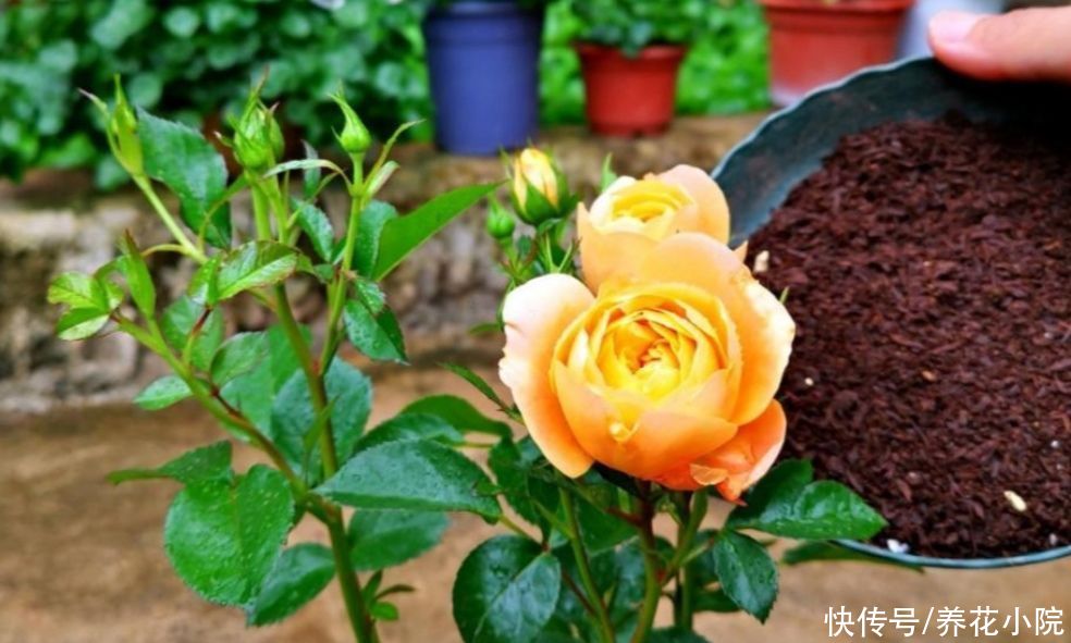 消耗|月季开花越来越少，马上给它做3件事，枝头长满大花苞