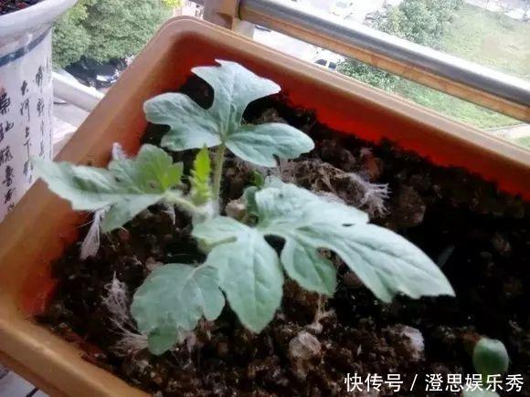 夏天吃水果,“留个籽”撒盆里,10天发芽变盆栽,养好摘果1篮子