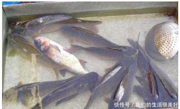 菜市场最“坑”的3种鱼，大多数人经常买，鱼贩子扔掉也不吃