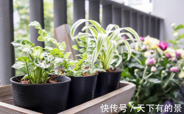 垃圾箱|邻居丢掉的花卉,看着太可惜了,捡回家处理下,照样能养好