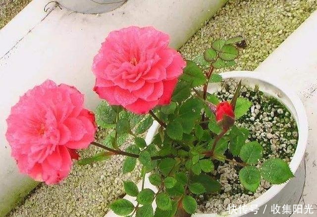 养花捡些“它们”,10年不换盆,土壤不结块,花草呼呼长!