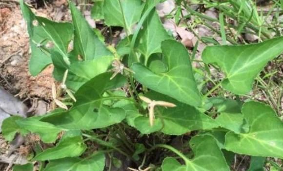 山林|山林里常见的“蛇头草”,人们避而远之,其实药用价值特别高