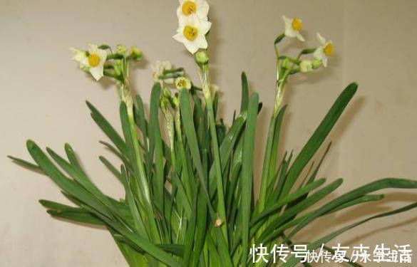 夜来香|家里若有这些绿植，赶紧扔掉，外表虽好看，却对健康没好处