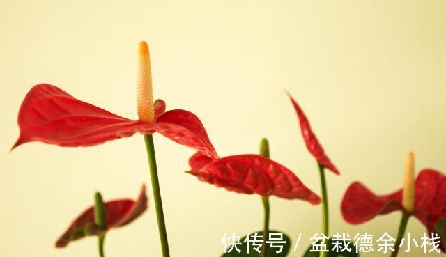 34种常见花草耐冻极限温度，哪些该搬到室内养，一清二楚