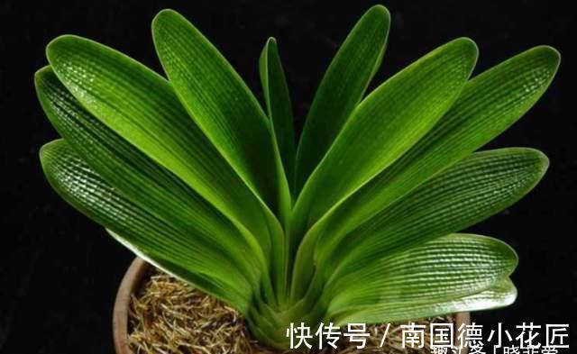 叶片|8月养君子兰“3不急”,注意“2点”,叶片油绿开花艳