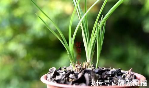 种植兰花为何不用土？原因其实很简单