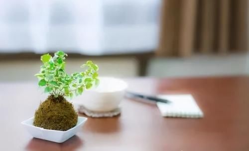 备好素材 轻松制作出美轮美奂的苔玉盆景 值得你拥有 快动手 粉紫色