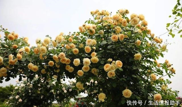 藤本月季三年才成型不,选择这3个品种,一年就能给你一面花墙!