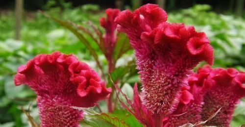 美容|很有营养的3种食物，美容养生、排毒养肝，早吃早健康！