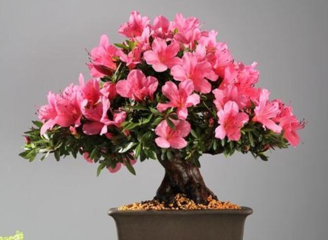 几款艳美的花卉,花大色艳花期长,好运财运来,家中必备