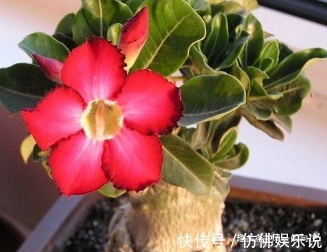 绿色植物|这三种花最不喜欢水,越是不管它越能蹭蹭长不停,一定要管住手