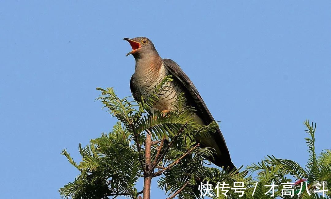 词选#10首杜鹃诗词:一叫一回肠一断