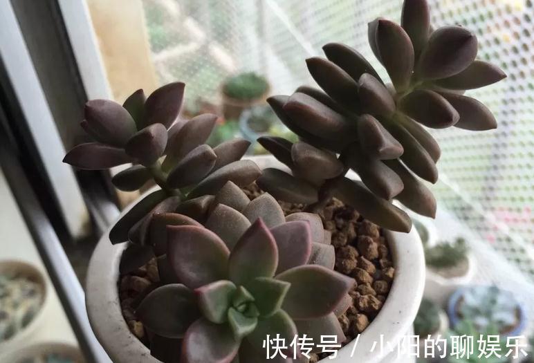 群生|多肉侧芽少怎么办?试试这3种方法,操作简单,爆头效果好