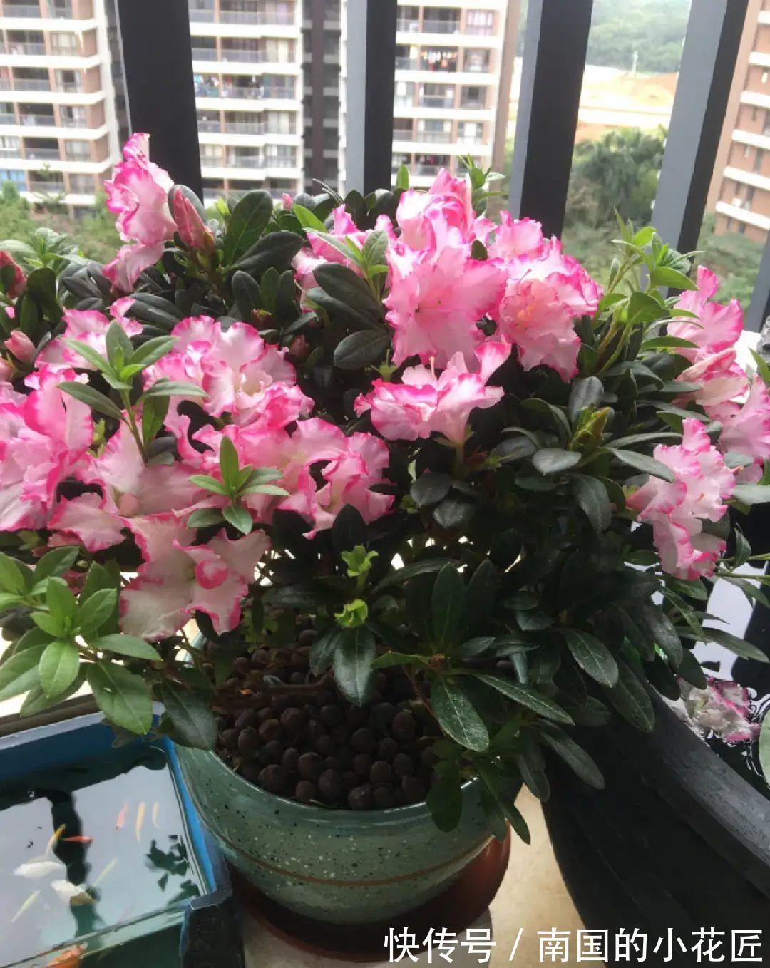 叶片|夏天怕晒的花，赶紧搬到阴凉地儿，再晒成枯杆了