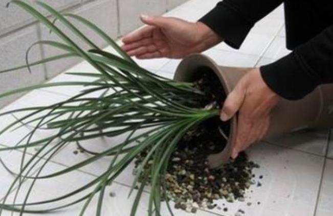 秋天给兰花换盆,掌握1个要点,服盆快长势好,早早开满花