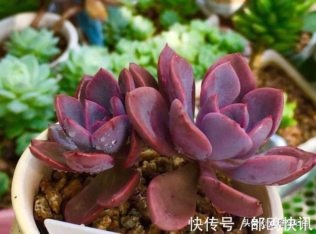 多肉长虫了怎么办3个小方法,虫子一个都不见,叶片又肥又美