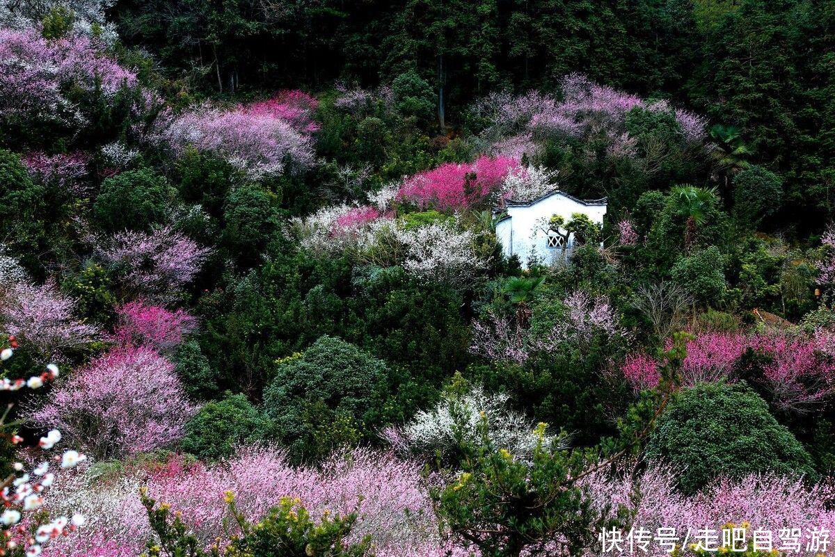 古村落|卖花渔村，只卖花不打渔的千年古村落，私藏了万亩的粉红梅花海