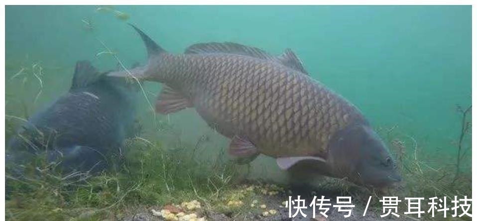 盘点钓鱼圈中最应引起重视的3件事,很多钓友已中招