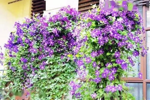 春天种上爬藤植物，夏天花儿爬满墙！