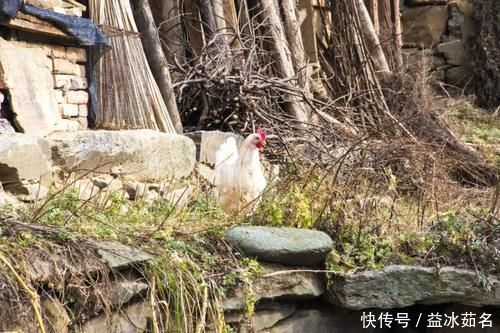 公鸡|寻访秦岭铁铜沟，这排老房子很好看，屋檐下色彩丰富，有红也有黄