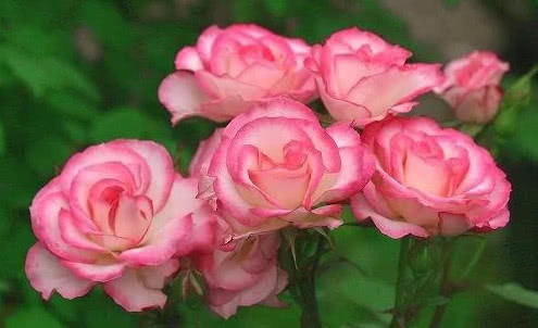 人心情|“月季”这样养,花大色艳,花期长,月月开花不断,一学就会