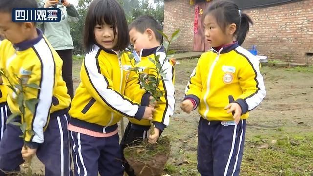 植树节特别的一课：我来栽下一棵树