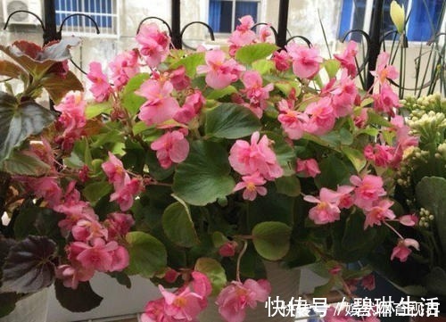 花期|花期最长的4种花，一年不停歇开花，快看看你养过没？