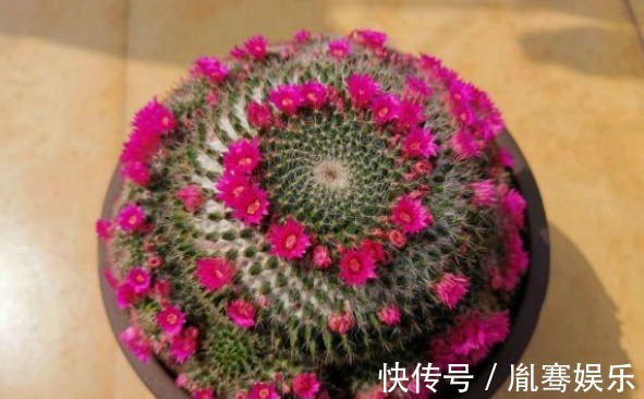浇水|他养了1盆“仙人球”,开花100朵,漂亮极了,大家都说头回见
