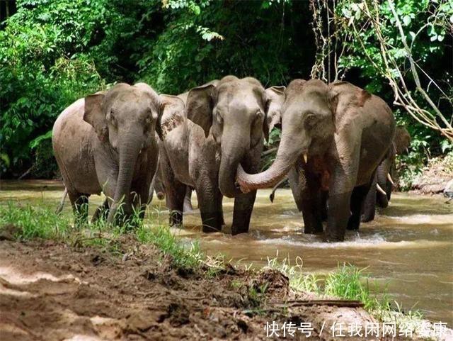 大象群 云南大象群为何要“一路向北”中科院专家或许和太阳风暴有关