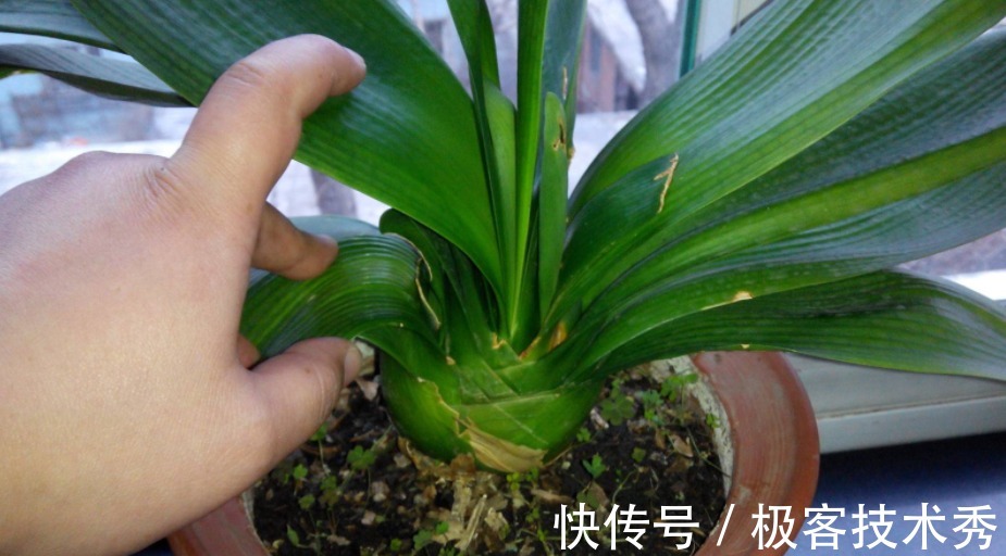 君子兰“夹箭”开花难看,该怎么办?从这些地方下手“抢救”吧