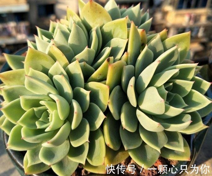 多肉三色堇怎么养,做好这三点,在阳台也能养得清丽动人美轮美奂