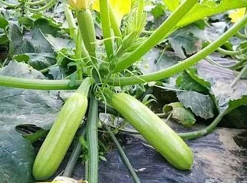 夏天养生正当时，多吃3种食物，补充营养，滋润肌肤！