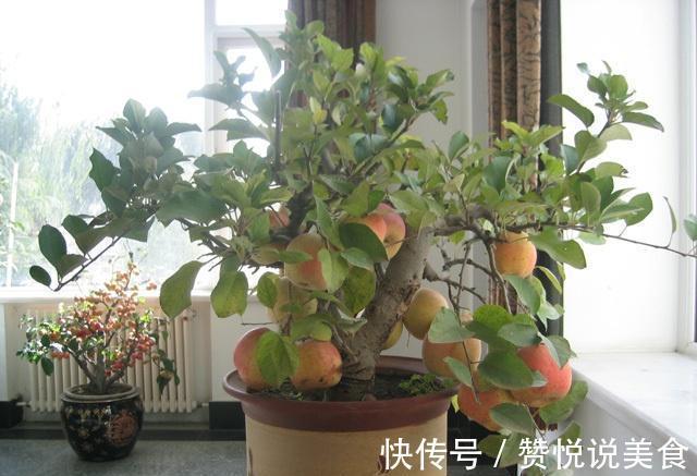 苹果|婆婆阳台盆栽苹果,一棵结果25个,好吃又能当盆景看!