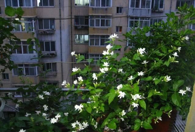 花海|想茉莉多开花,只需做到这4点,让每盆都变成花海
