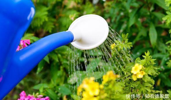 阿司匹林|这5样“小药丸”不值钱,过期了却仍能磨粉养花,好处多多