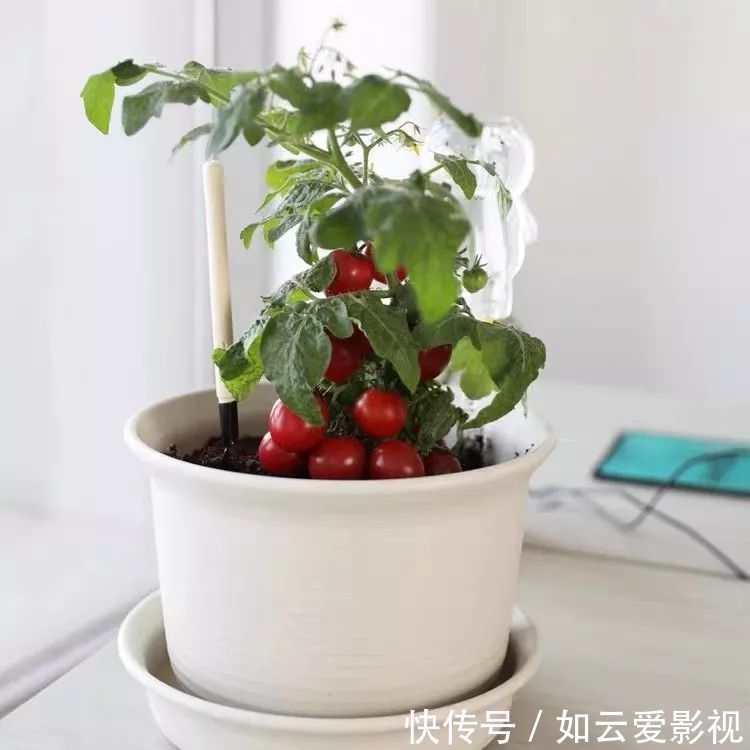 养护|这六种盆栽,能看还能吃,家里养一盆,清雅又别致