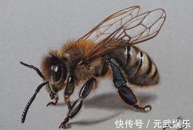 煎蛋!大叔用彩铅画煎蛋,太逼真被质疑造假,晒出视频后,专家安静了