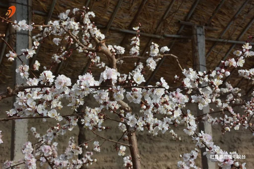 老年|吐鲁番大棚杏花喜迎春