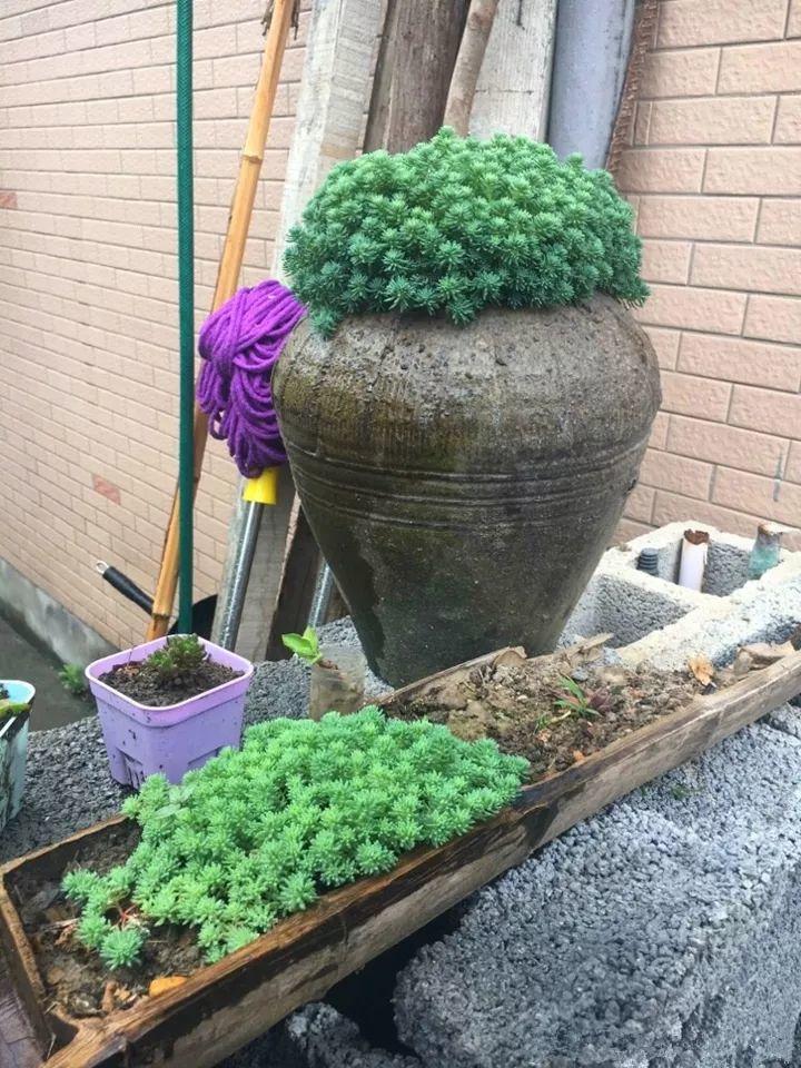 他用菜坛子种多肉，1分不花，呼呼长成“大米饭”！