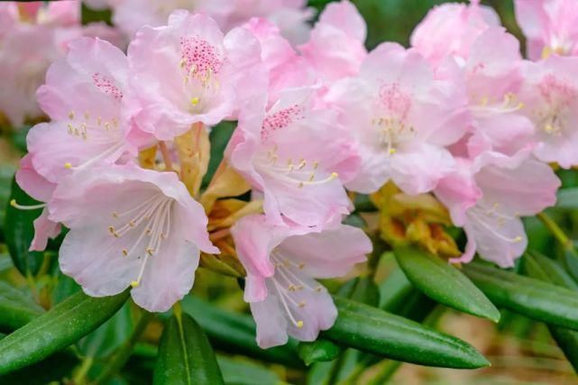 白居易：芙蓉芍药都是丑花！